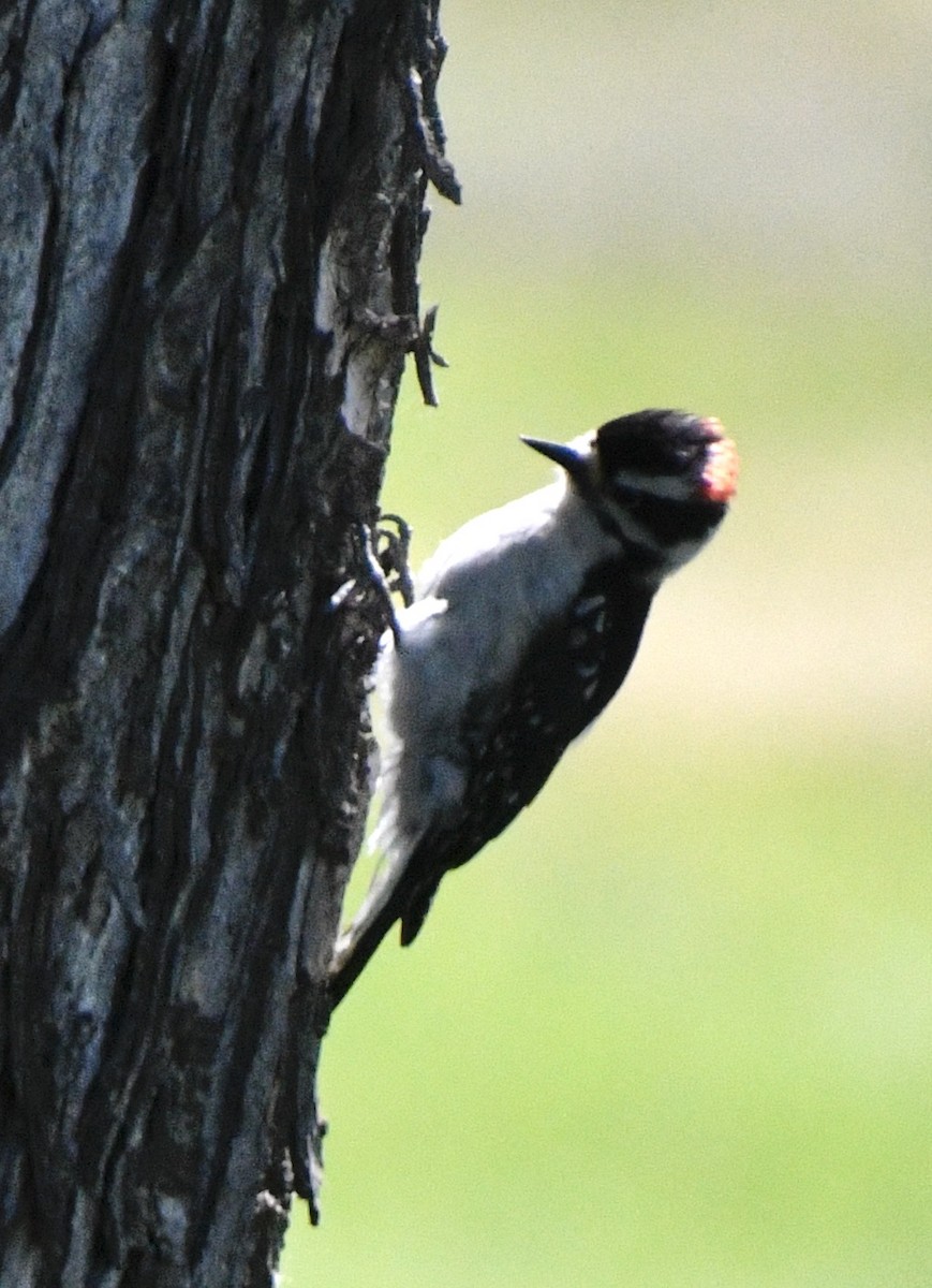 Downy Woodpecker - ML620181064