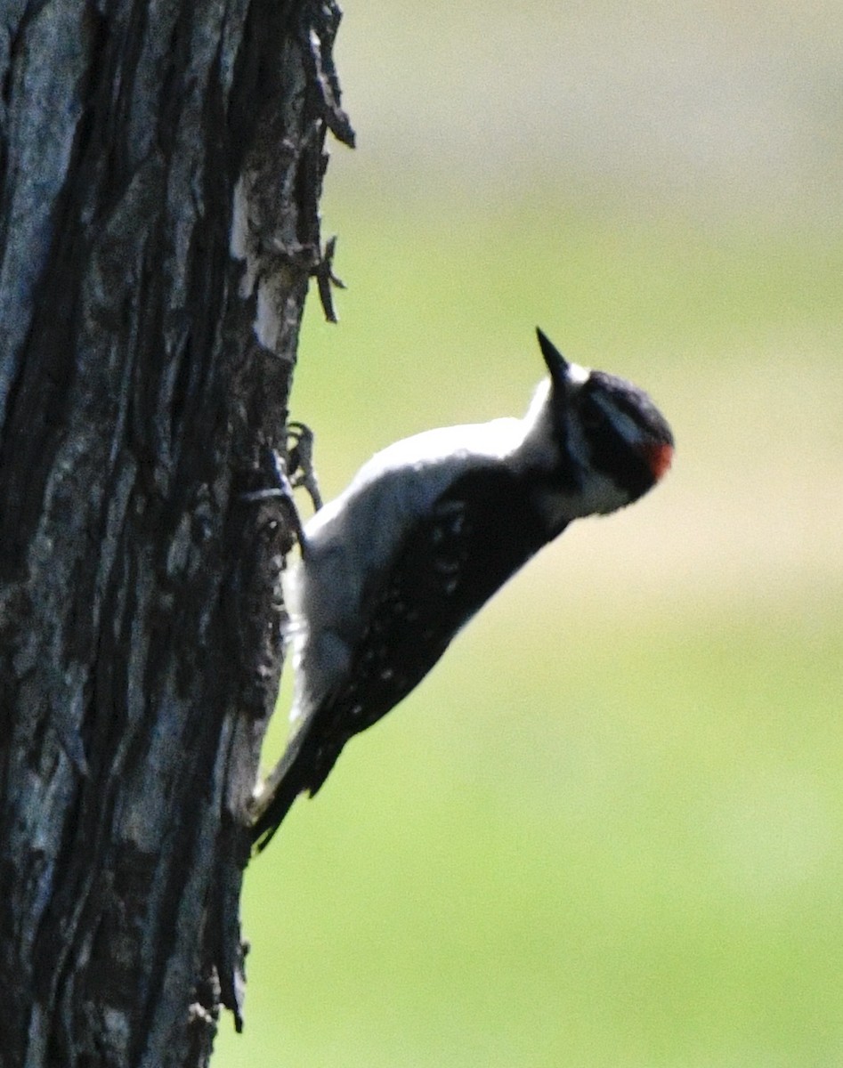Downy Woodpecker - ML620181066