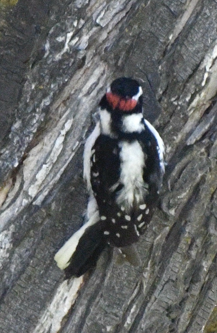 Downy Woodpecker - ML620181067