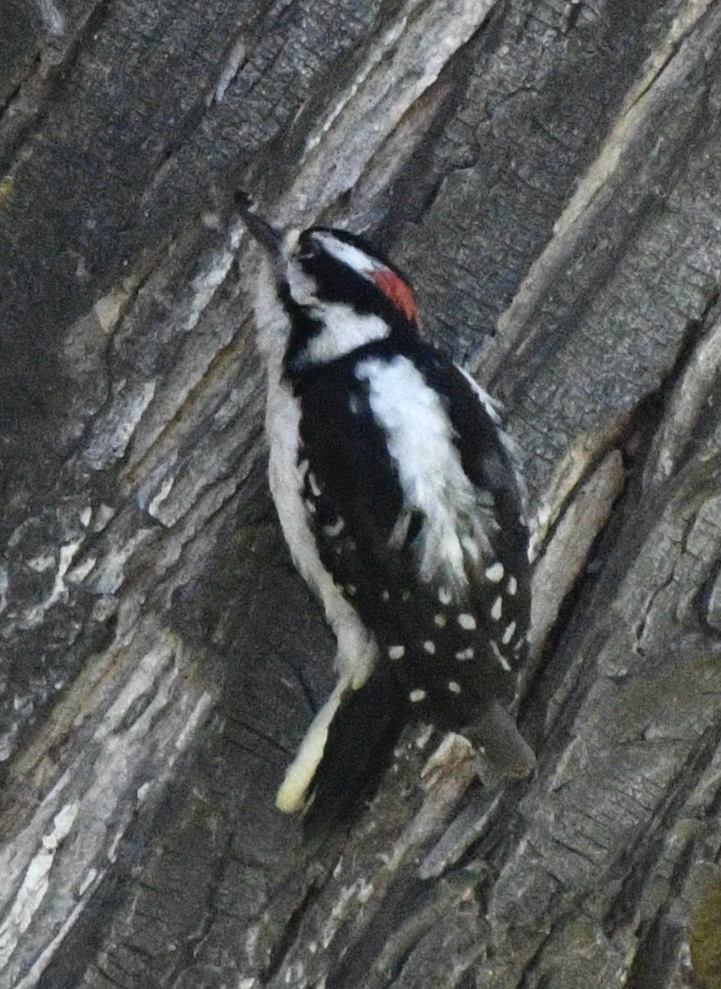 Downy Woodpecker - ML620181068
