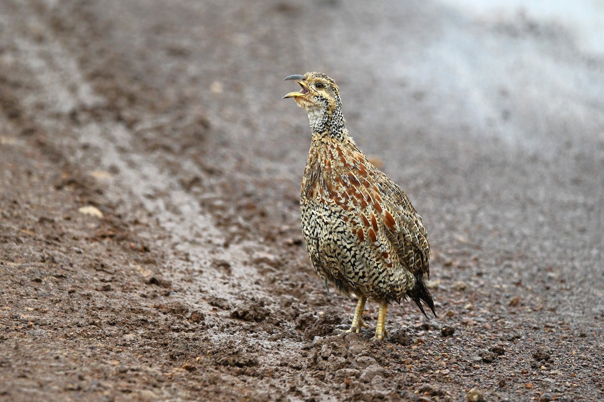 Francolin de Shelley - ML620181071