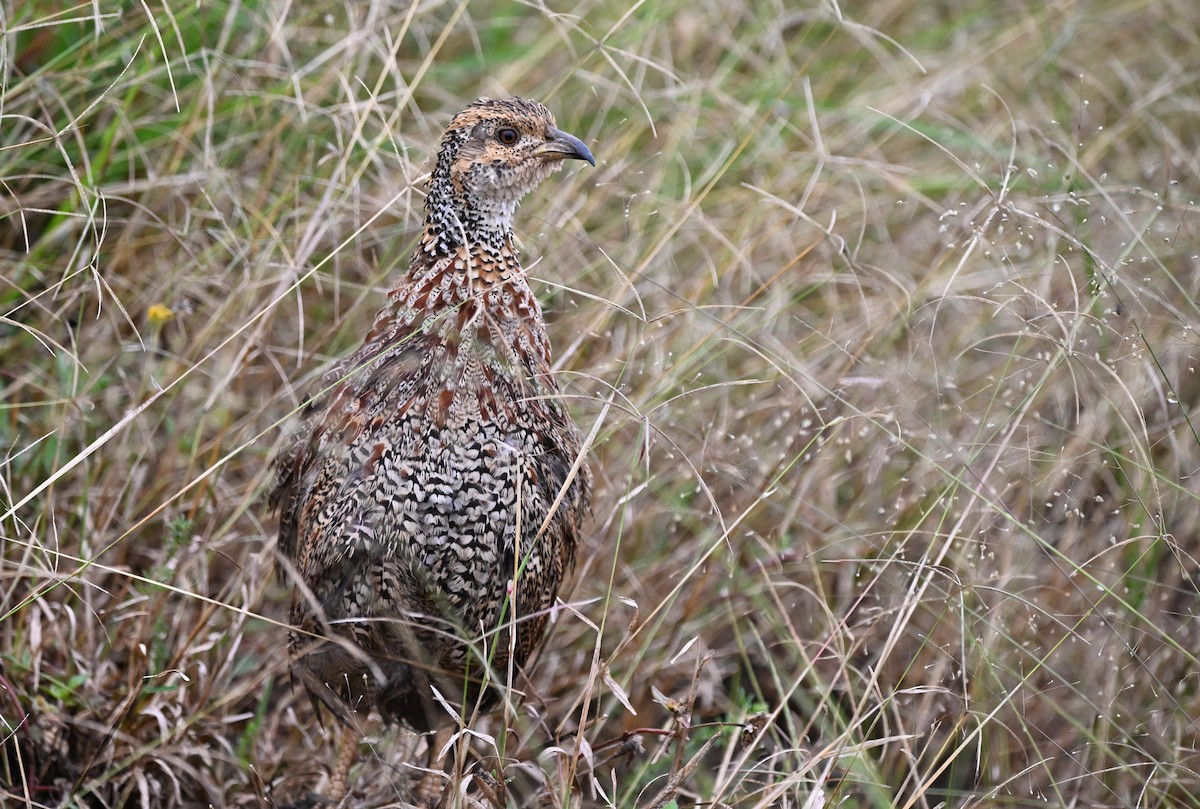 Shelley's Francolin - ML620181076