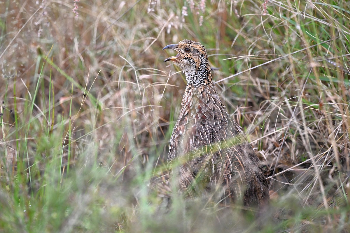 Francolin de Shelley - ML620181080