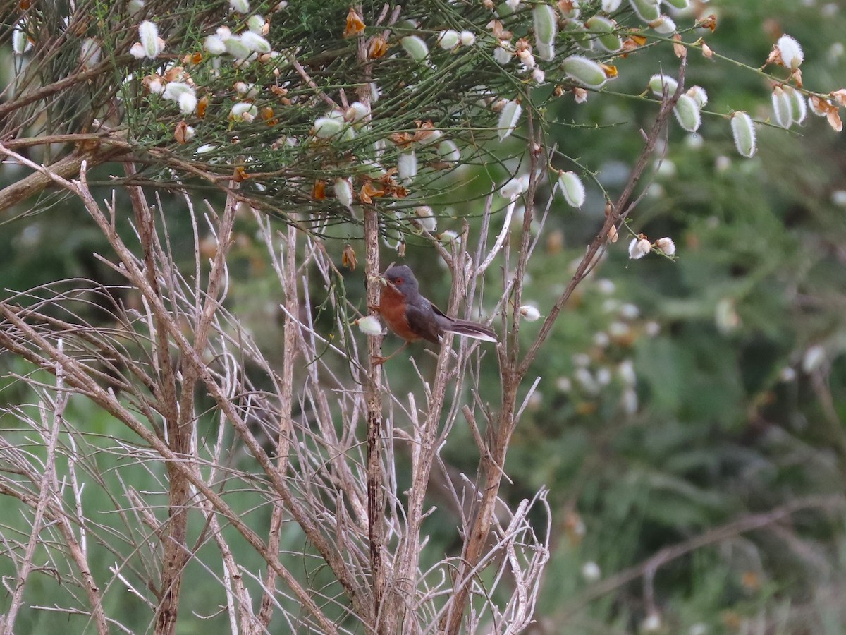 Western Subalpine Warbler - ML620181087