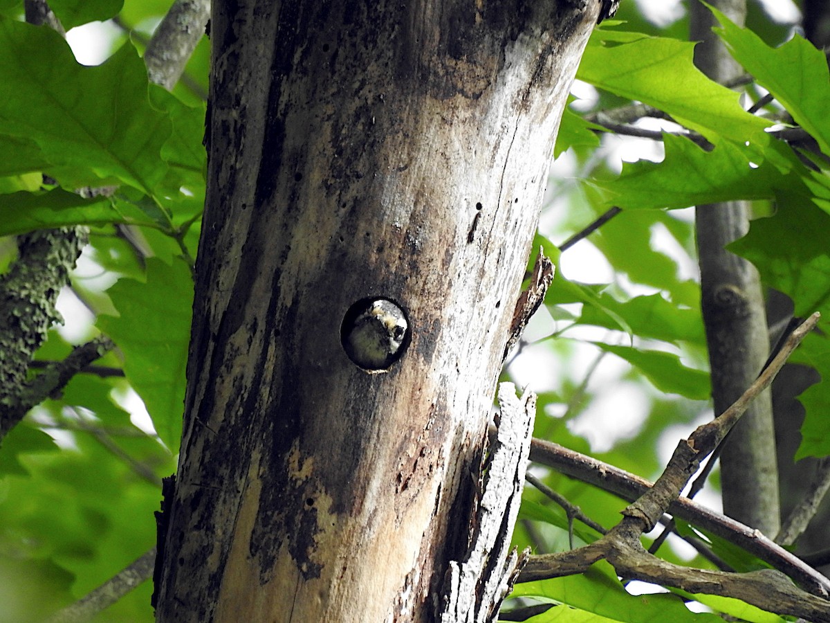 Downy Woodpecker (Eastern) - ML620181091