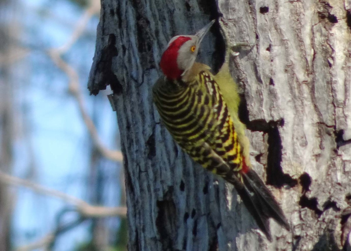 Hispaniolan Woodpecker - ML620181098