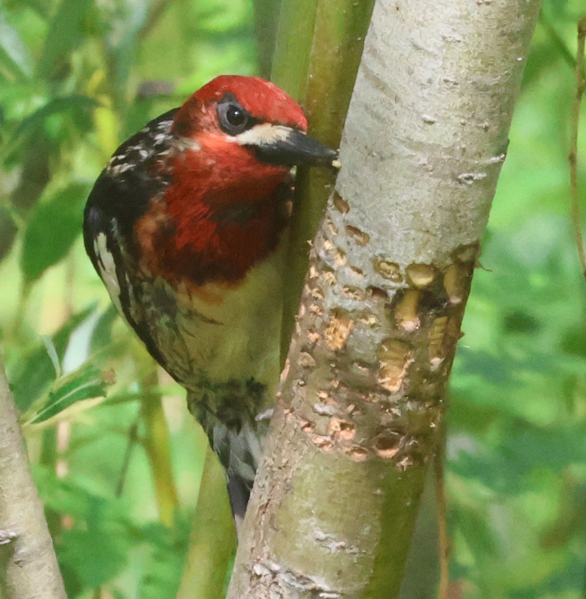 Red-breasted Sapsucker - ML620181102