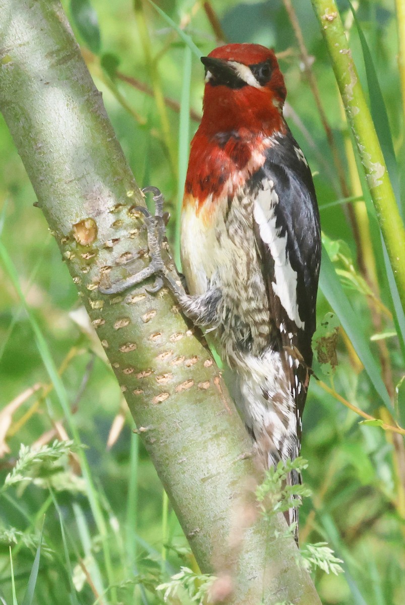 Pic à poitrine rouge - ML620181103