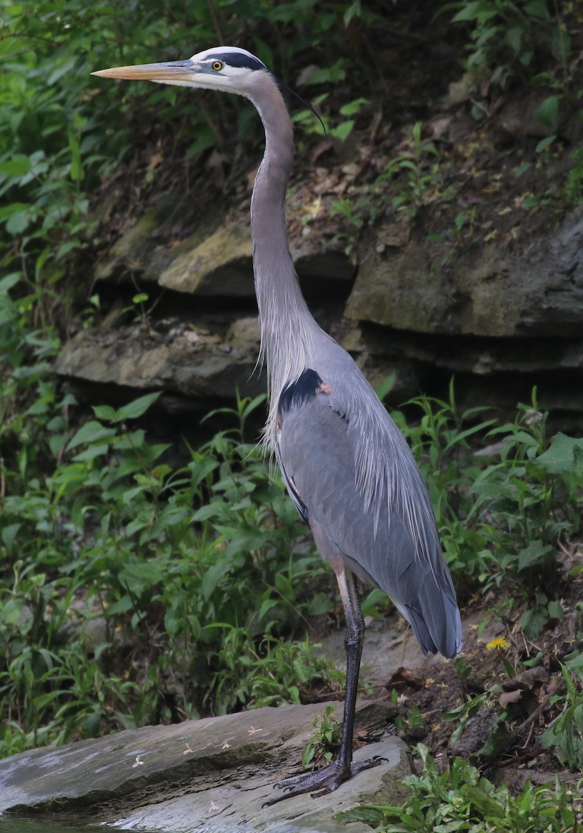 Garza Azulada - ML620181115