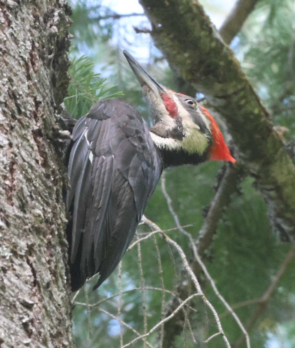 Pileated Woodpecker - ML620181117