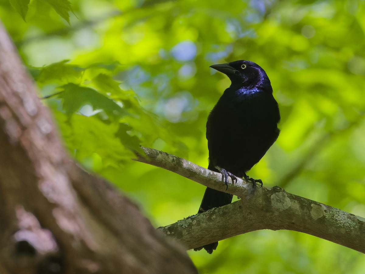 Common Grackle - ML620181120