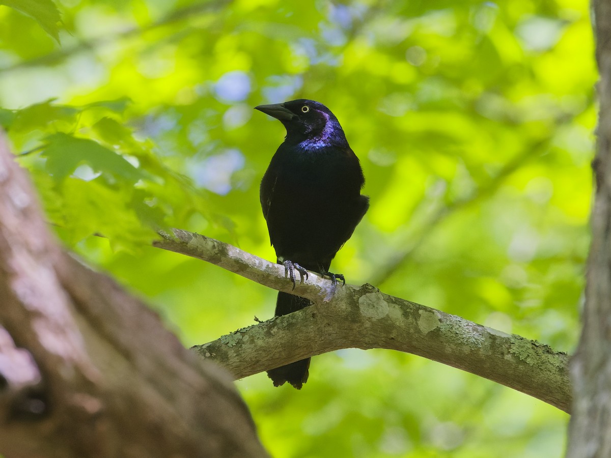 Common Grackle - ML620181121