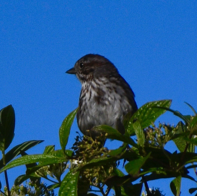 Song Sparrow - ML620181122