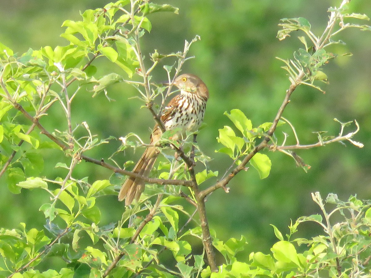 Brown Thrasher - ML620181124