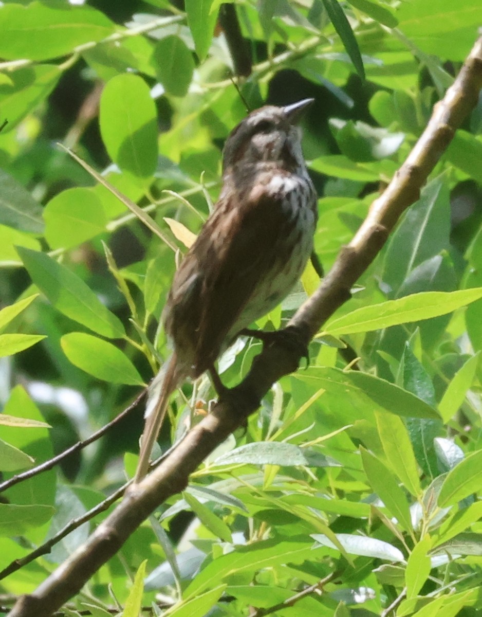 Song Sparrow - ML620181127