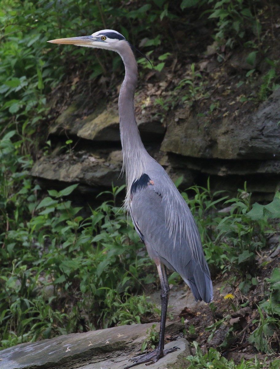 Great Blue Heron - ML620181129