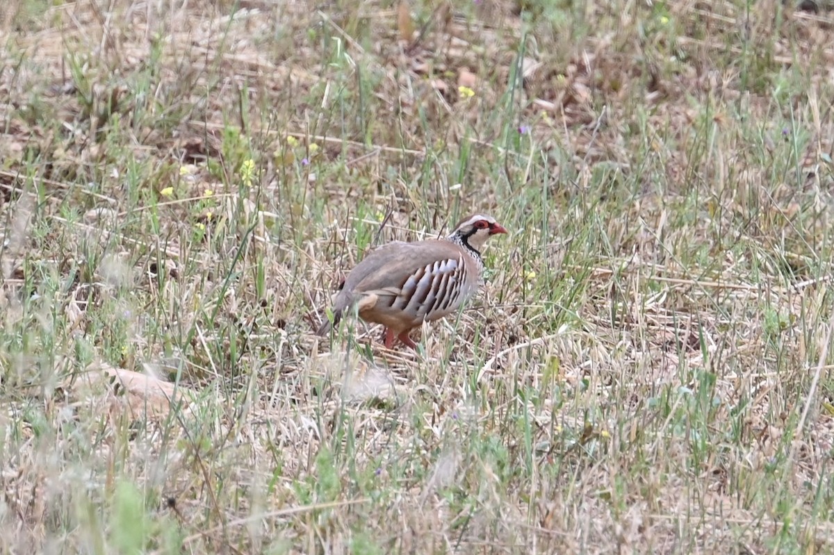 Red-legged Partridge - ML620181131