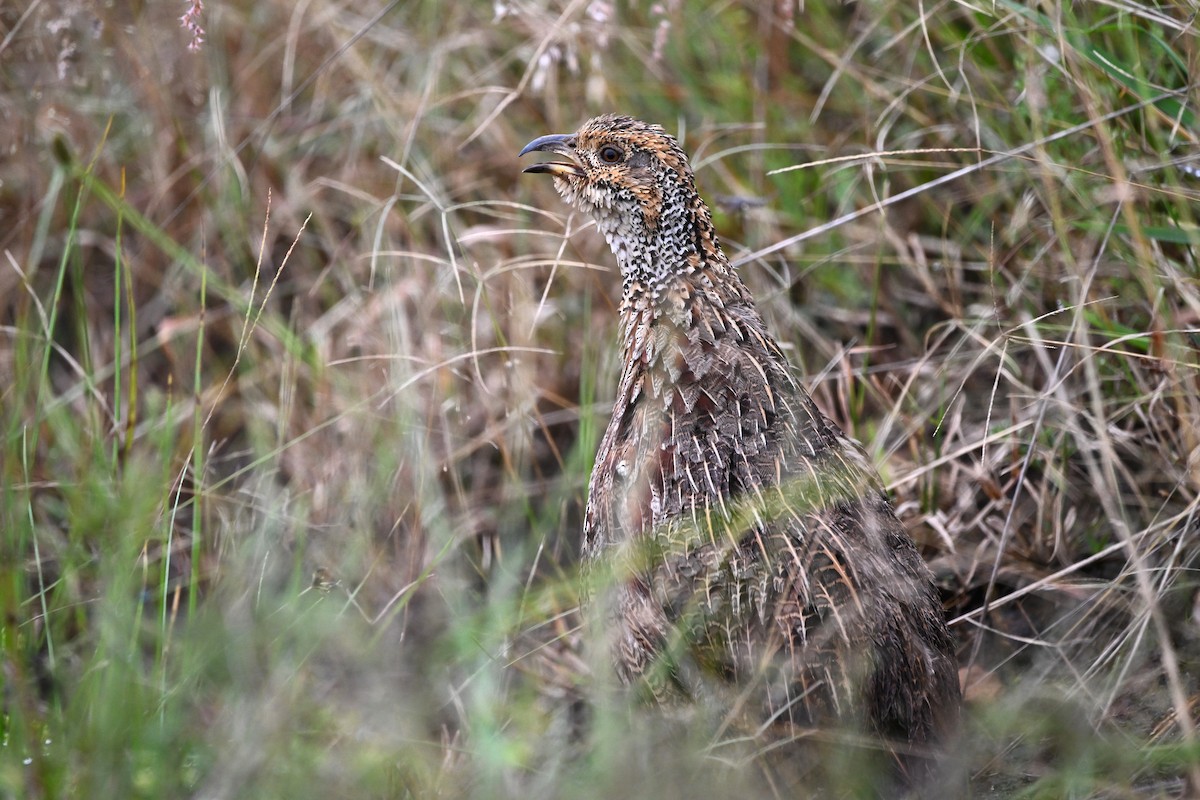 Shelley's Francolin - ML620181132