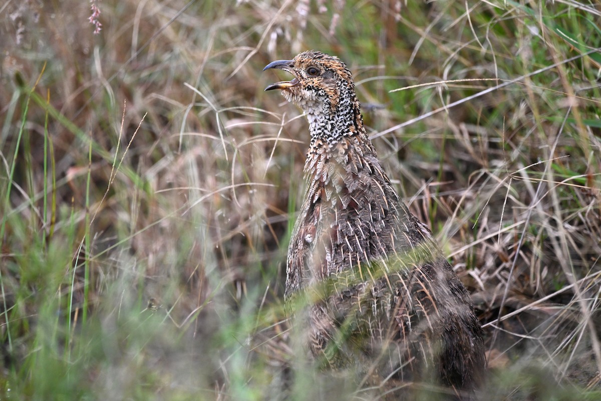 Shelley's Francolin - ML620181133