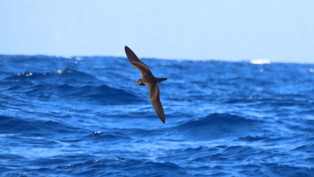 Bulwer's Petrel - ML620181134