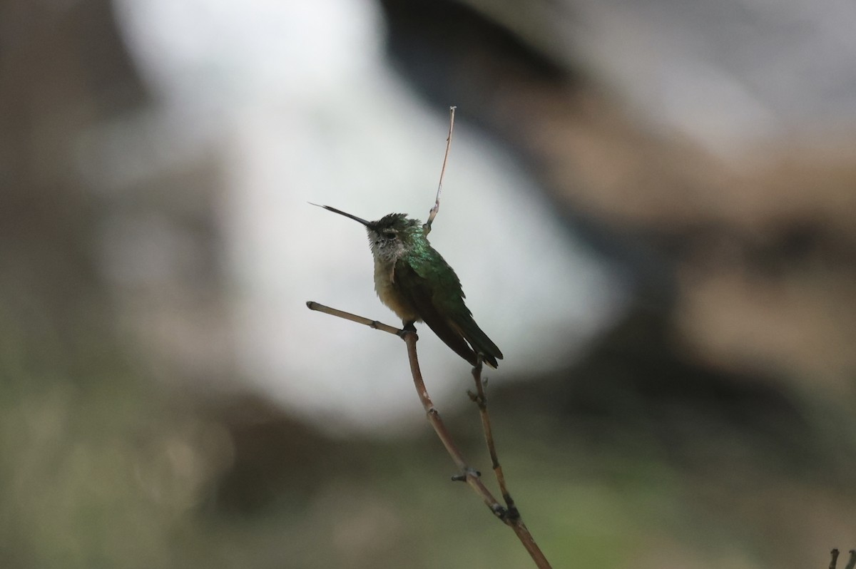 Broad-tailed Hummingbird - ML620181135
