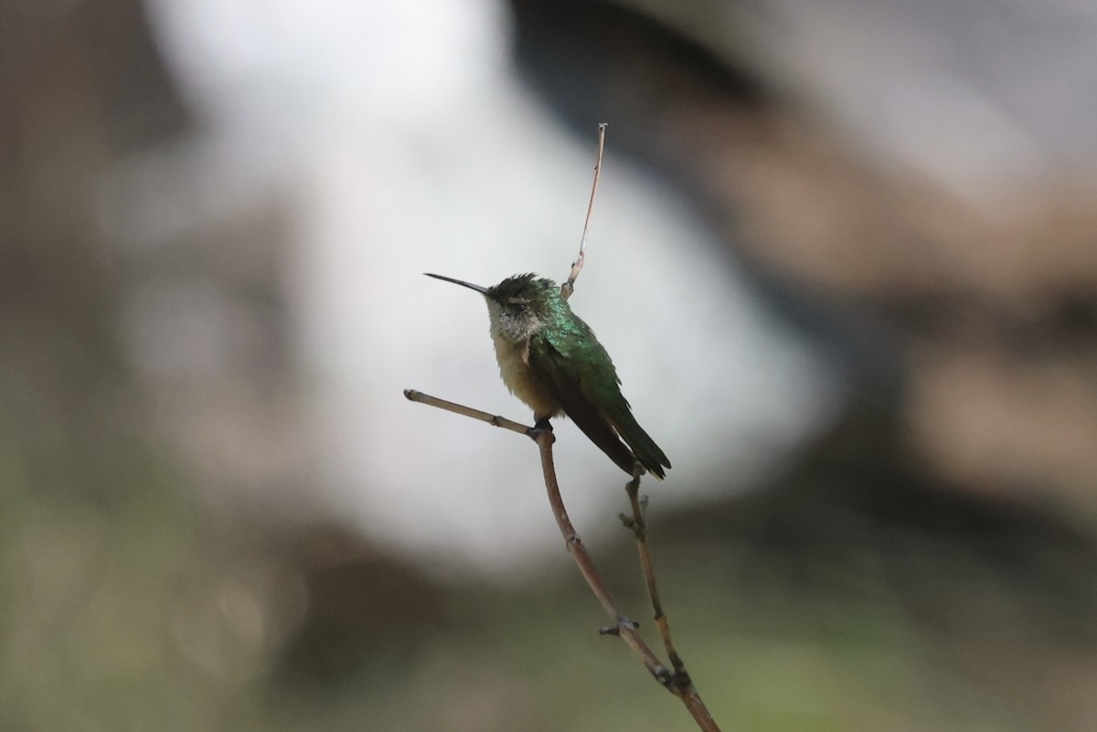 Broad-tailed Hummingbird - ML620181136