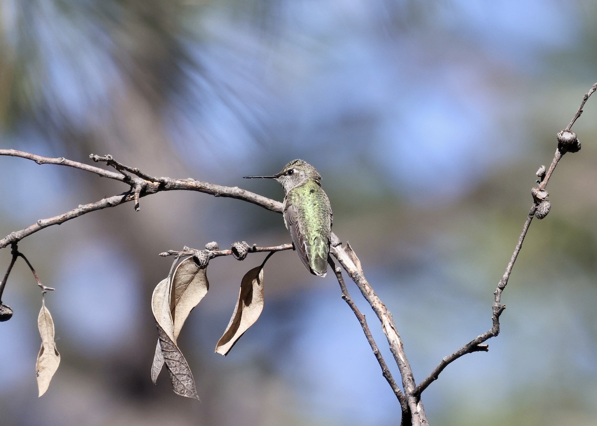 Broad-tailed Hummingbird - ML620181137