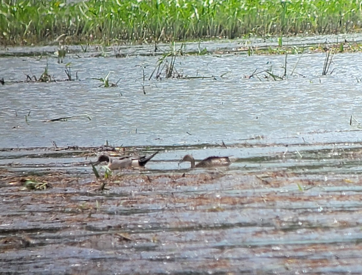 Northern Pintail - ML620181139