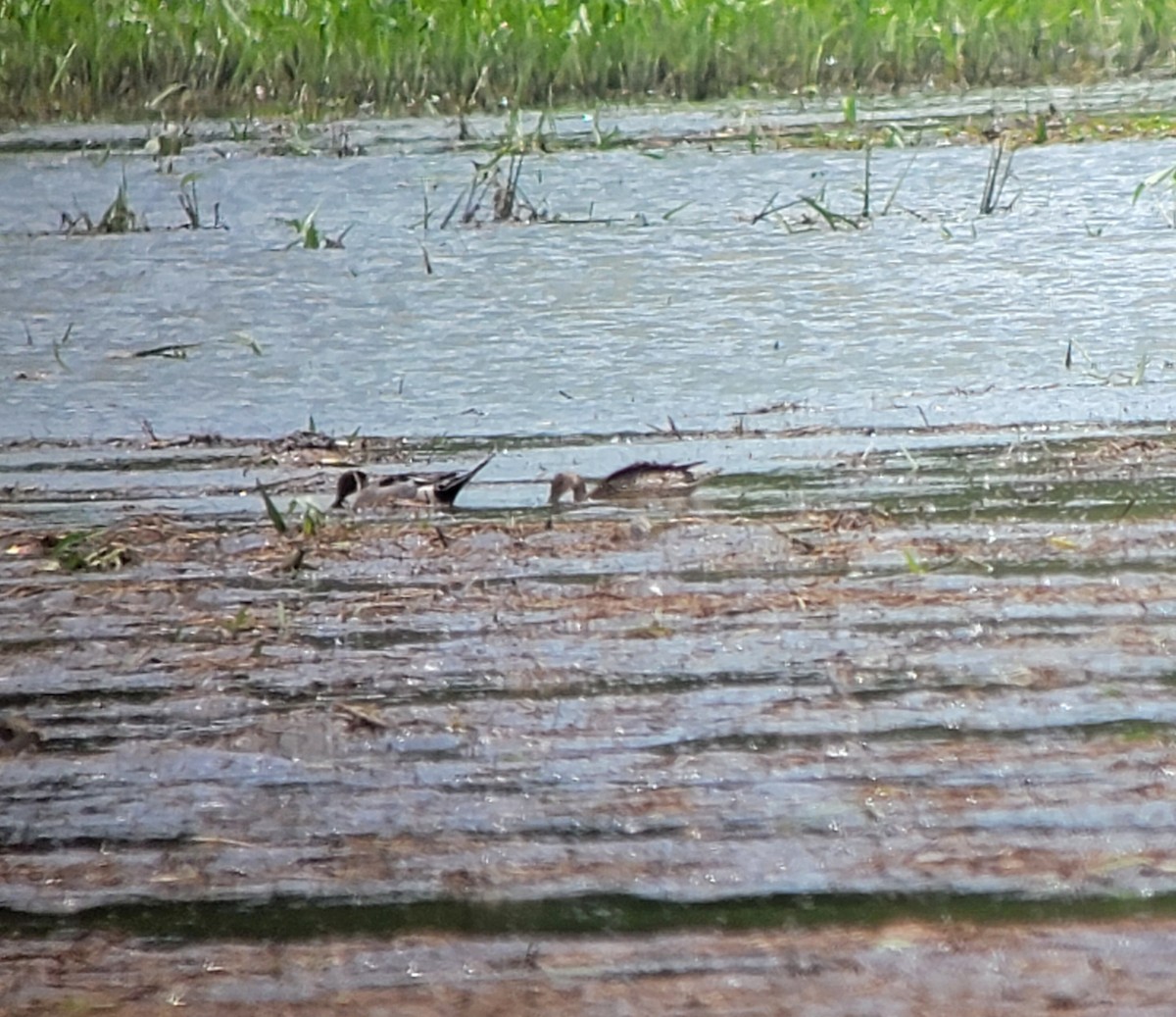 Northern Pintail - ML620181140