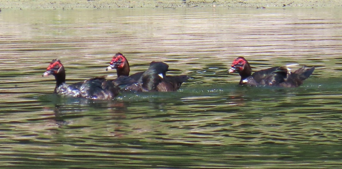 Muscovy Duck (Domestic type) - ML620181145