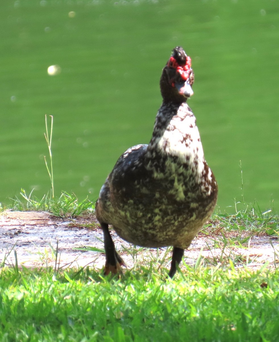 Muscovy Duck (Domestic type) - ML620181146