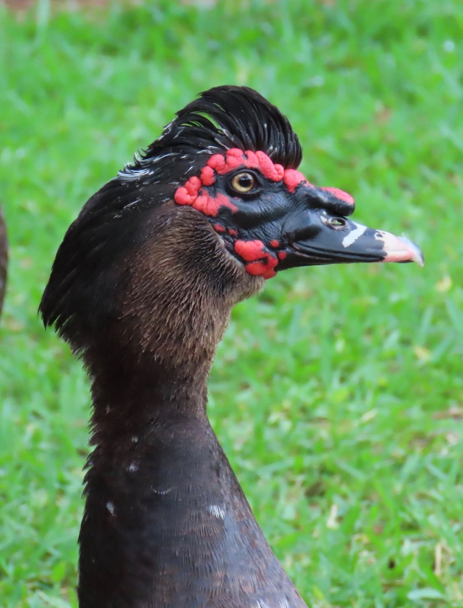 Muscovy Duck (Domestic type) - ML620181147