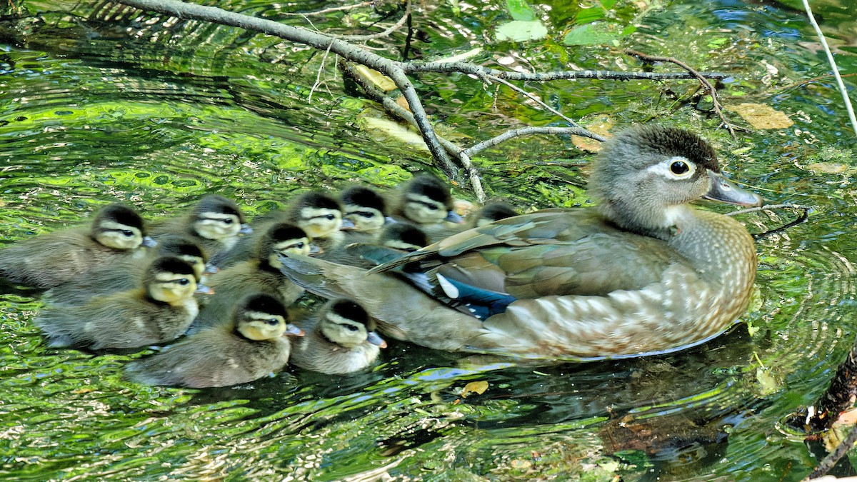 Wood Duck - ML620181152