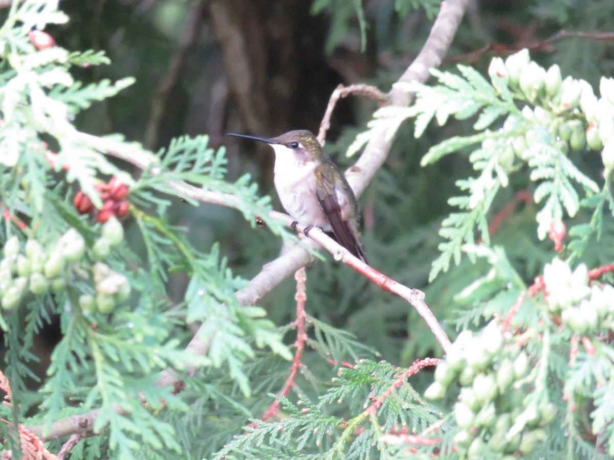 Ruby-throated Hummingbird - d w