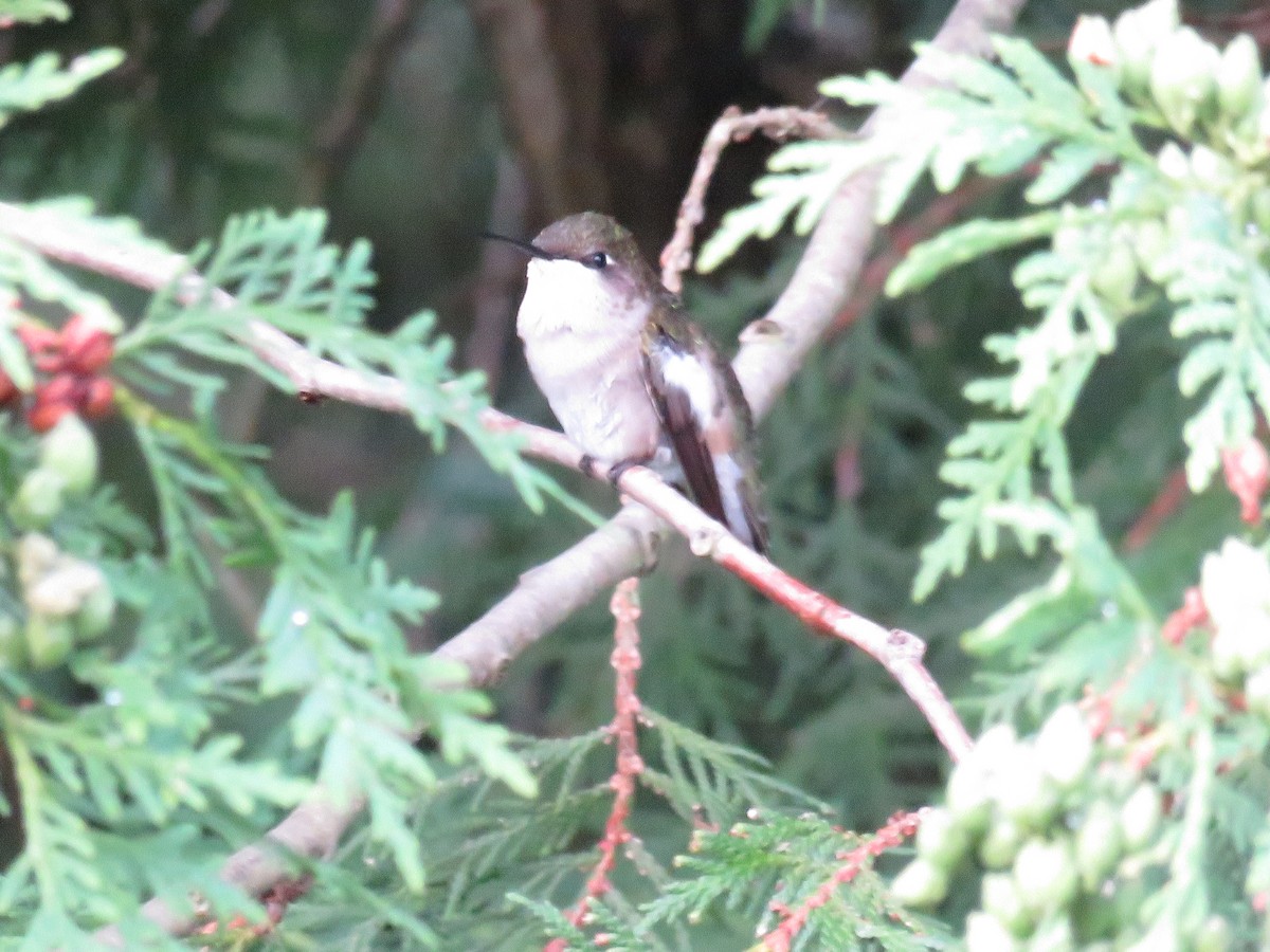 Colibri à gorge rubis - ML620181154