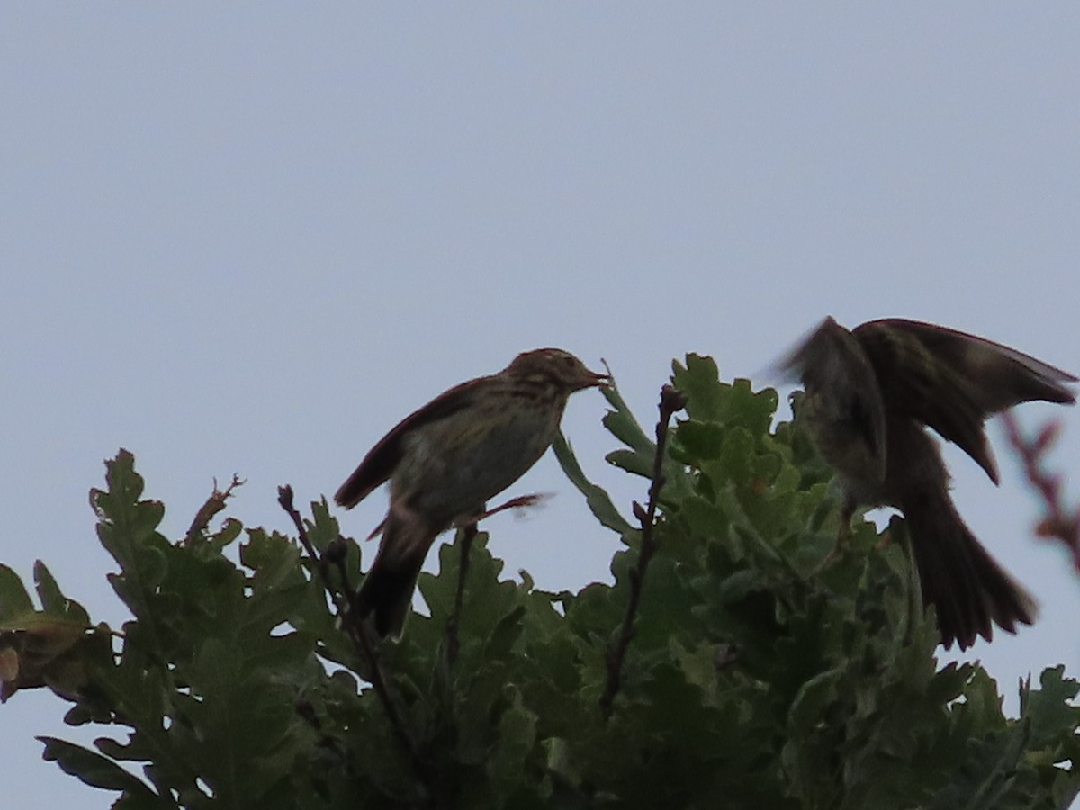 Tree Pipit - ML620181158