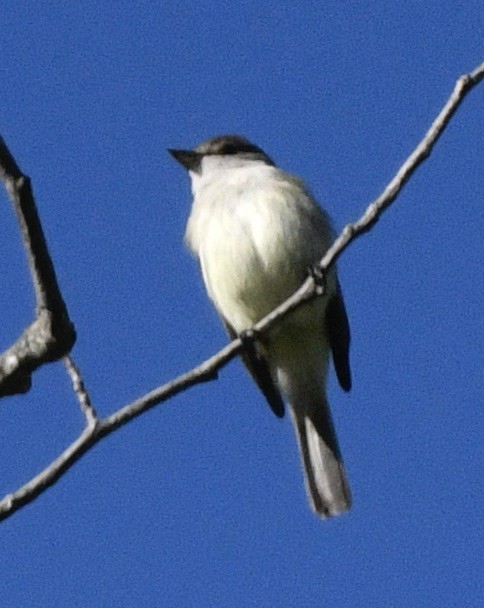 Willow Flycatcher - ML620181164