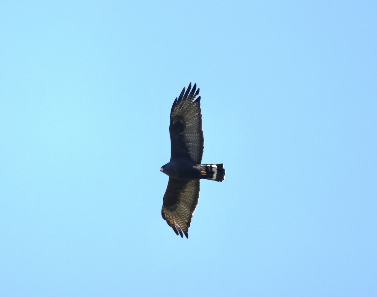 Rußbussard - ML620181171