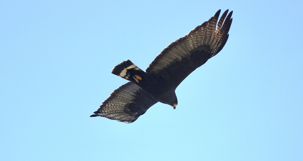Zone-tailed Hawk - ML620181172