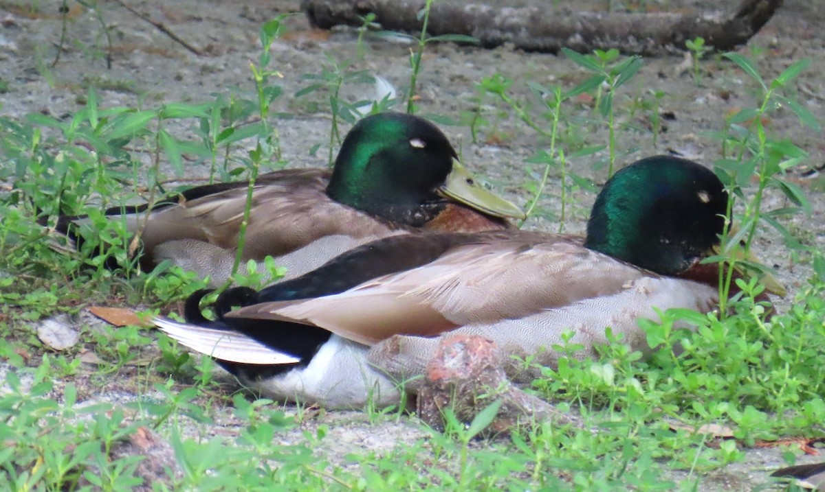 Canard colvert - ML620181173