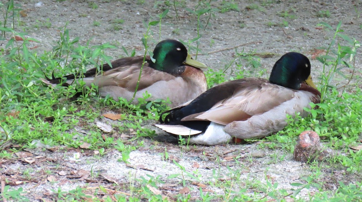 Canard colvert - ML620181174