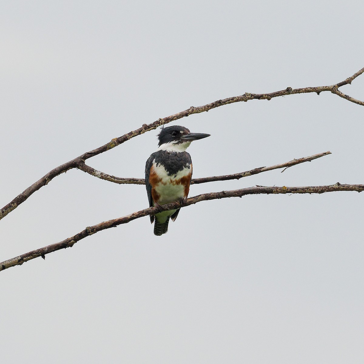 Belted Kingfisher - ML620181182
