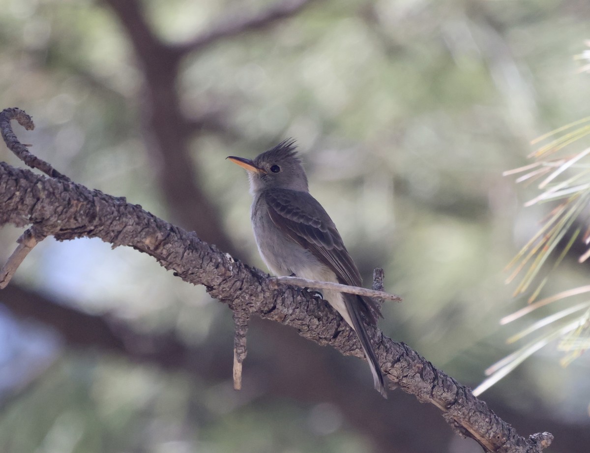 Greater Pewee - ML620181183