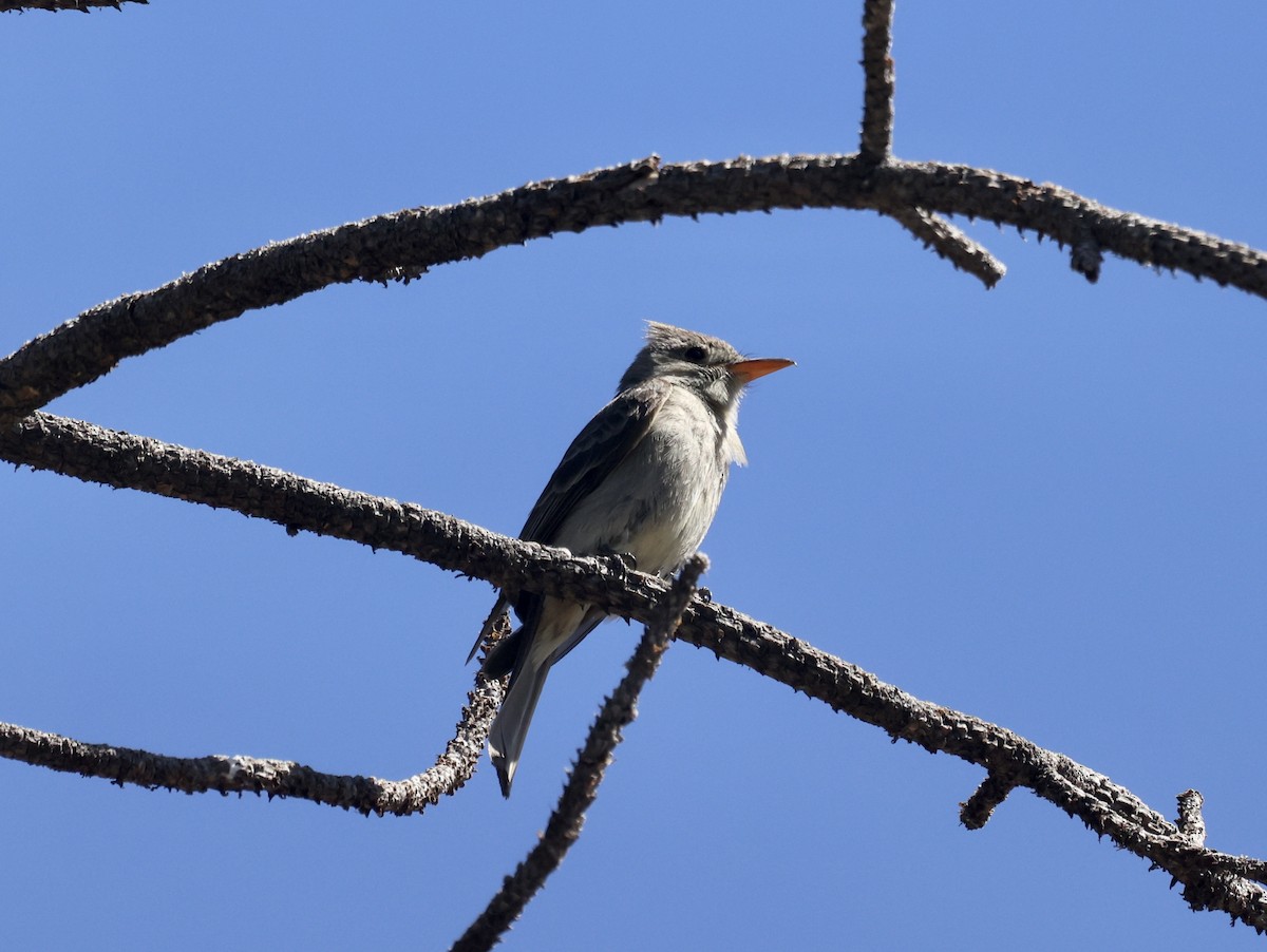 Greater Pewee - ML620181184