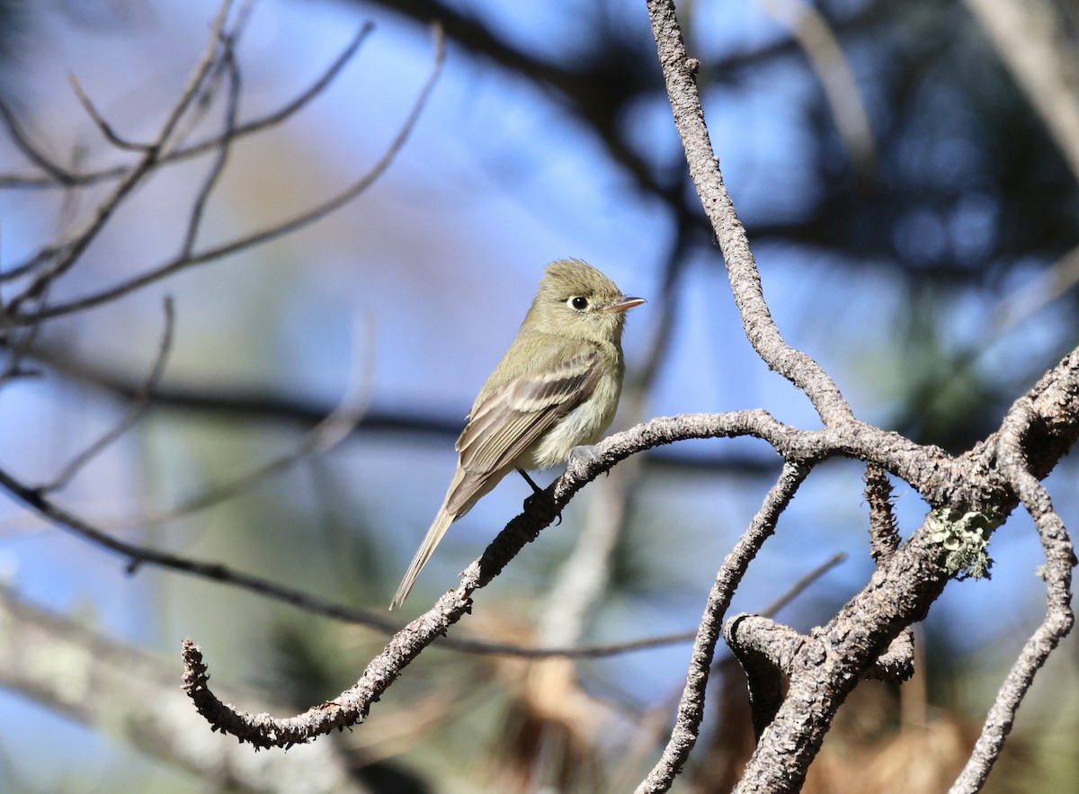 Western Flycatcher (Cordilleran) - ML620181196