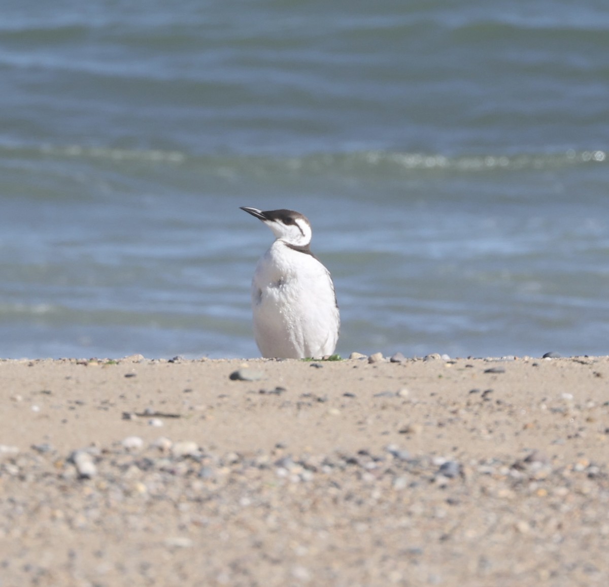 Guillemot marmette - ML620181197