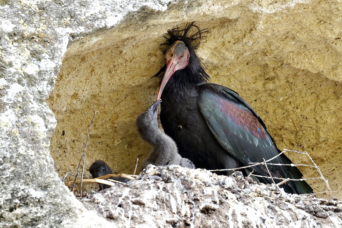 ibis skalní - ML620181200