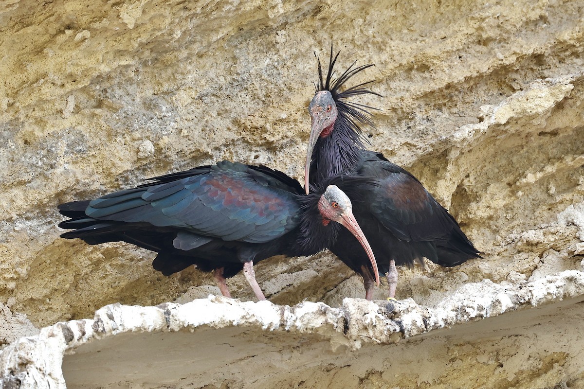 skallet ibis - ML620181201