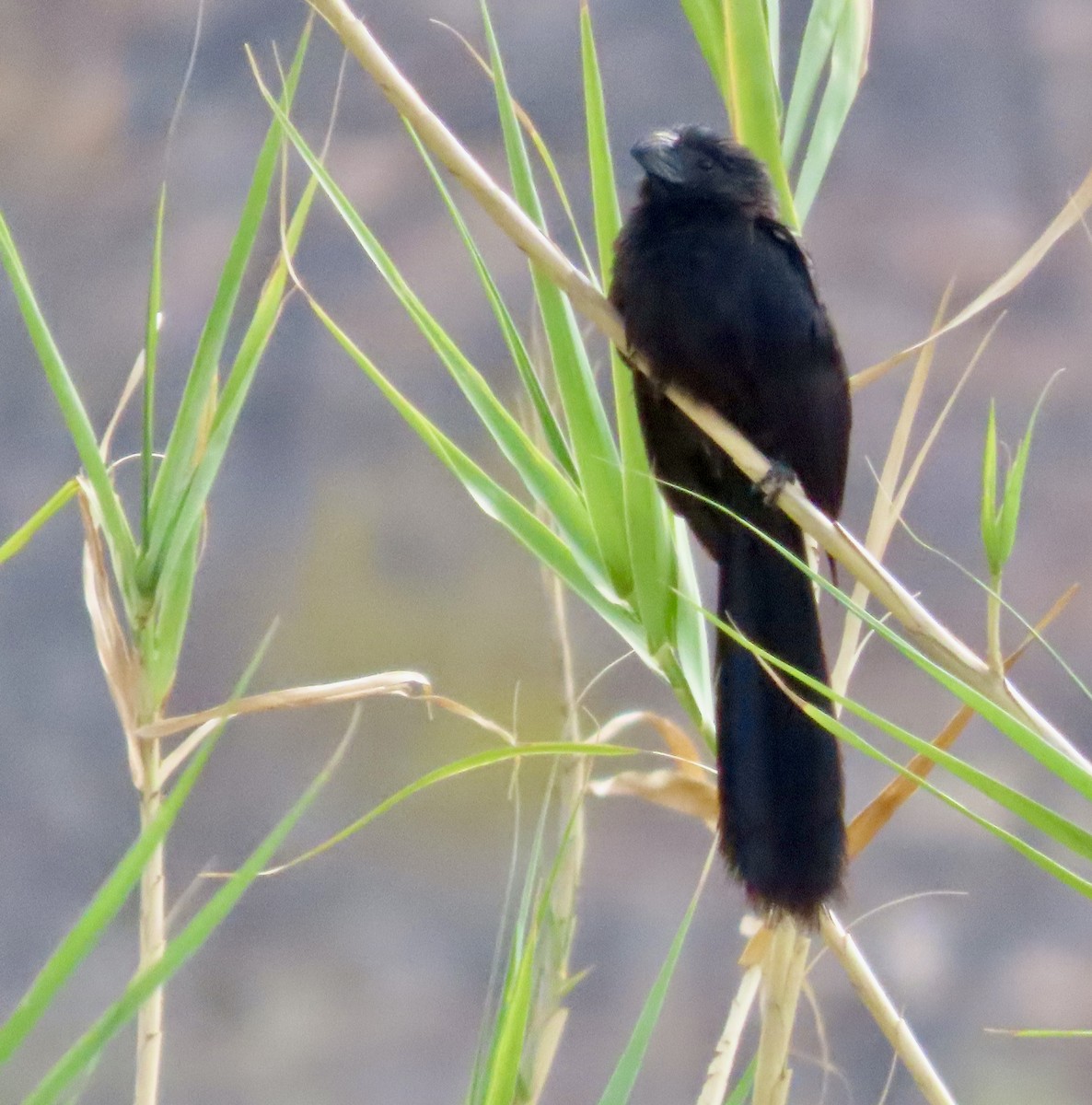 Groove-billed Ani - ML620181202