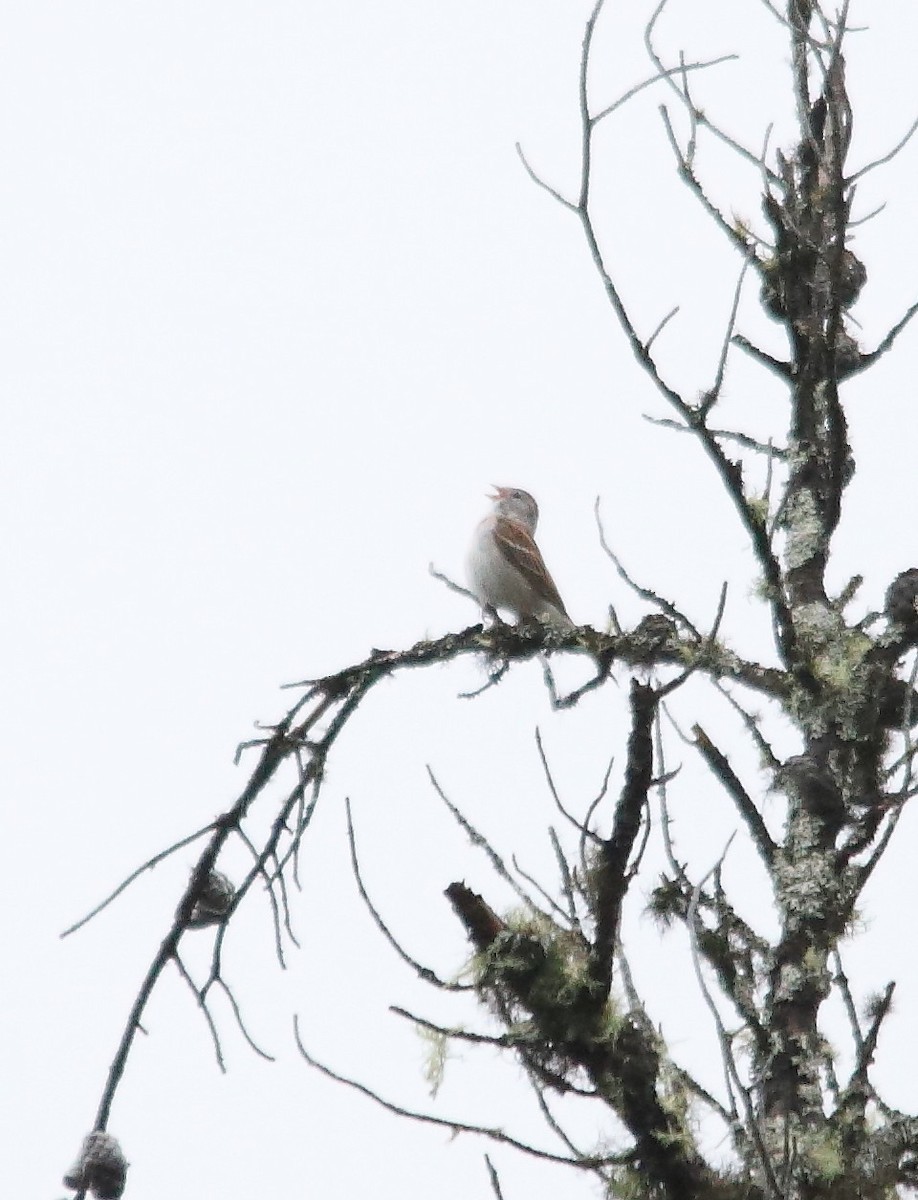 Field Sparrow - ML620181204